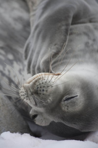 Napping Weddell Seal: "face to face!"