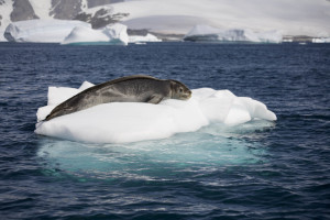 Closeup of seal napping on tiny ice-flow